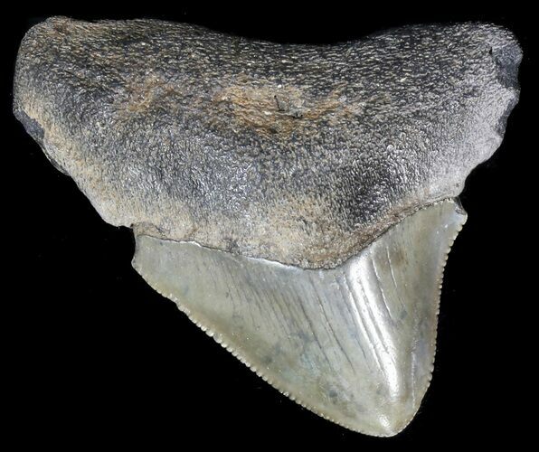 Juvenile Megalodon Tooth #56640